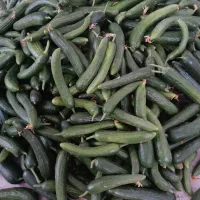 خیار تازه بذر n1مخصوص خیار شور