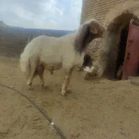 قوچ|حیوانات مزرعه|خمین, |دیوار