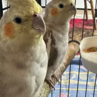فروش عروس هلندی