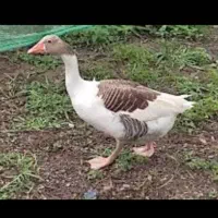 قوغاز اکراینی دونه ای 2600دوعدد غاز محلی 1900