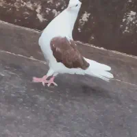 کبوتر ماده شو سرخ