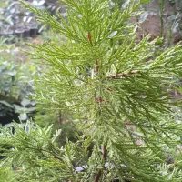 کاج طلایی لاوسون