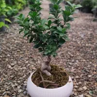 فروش تکی و عمده گل های آپارتمانی،درختچه،نهال وبذر