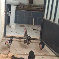 3 عدد مرغ تخمگذار گلیم2 عدد جوجه گلین