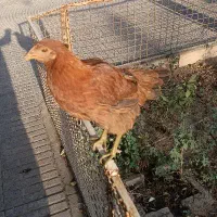 مرغ رسمی