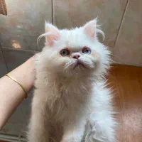 گربه|گربه|بجنورد, |دیوار