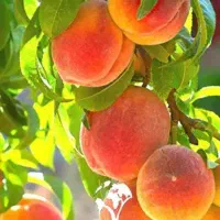 خرید مستقیم هلو صادراتی از باغدار