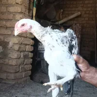 لاری