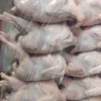 بلدرچین تازه کشتار روز دونه ای ۲۰۰