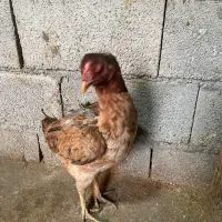مرغ لاری اصیل