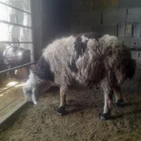 گوسفند نر ۷ ماهه .خوش نژاد مناسب برا قوچی وکشتار