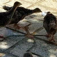 بوقلمون برنزه ۵۵روزه واکسن خورده