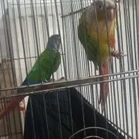 طوطی گرینچک مولد