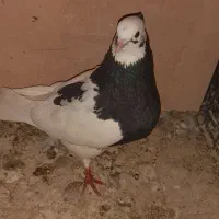 طوقی هفت رنگ