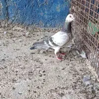 پلاکی مسابقات