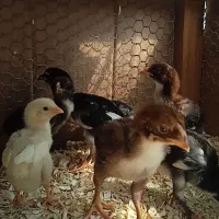 جوجه لاری نسل قوی