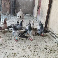 کبوتر دورگ پلاکی بیرونی رنجر