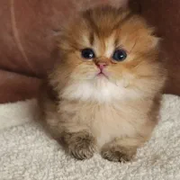 پانسیون خانگی و تخصصی( گربه)