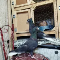 کفتر|پرنده|قوچان, |دیوار