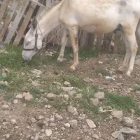 فروش خرنر۵ساله