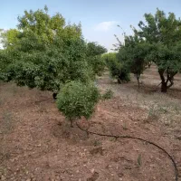 باغ-در-نزدیکی-پل-زمان-خان