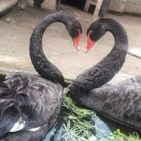 قو غاز مشکی