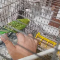 مرغ عشق سالم و دستی آواز خان