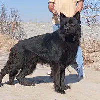 ژرمن بلک کین کورسو روتوایلر دوبر ژرمن همگی توله