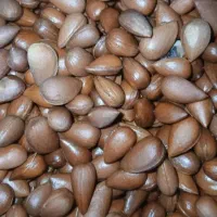 بادام شیرین شده