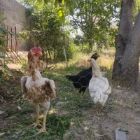 مرغ و خروس لاری