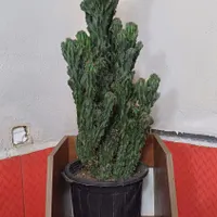 کاکتوس صخره ای سایز بزرگ|گل و گیاه طبیعی|رشت, بازار|دیوار