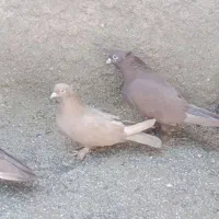 کبوتر سرخ و زرد