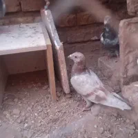 کبوتر