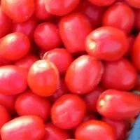 گوجه خونگی ارگانیک