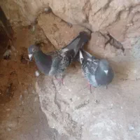 مسافتی سبز زرهی