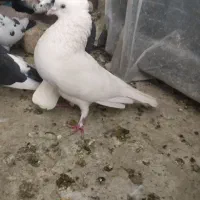3جفت کفتر