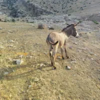 حیوان