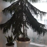 کاج مطبق ۷ طبقه ۹ ساله