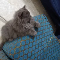 گربه پرشین 3ماهه