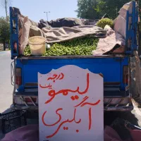 لیمو آبگیری درجه یک