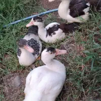 اردک اسرائیلی نژاد اصیل ۴عدد ۳.۵ ماهه