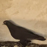 کبوتر