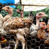 جوجه مرغ نیمچه محلی و گردن لخت
