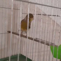 قناری نر بخون