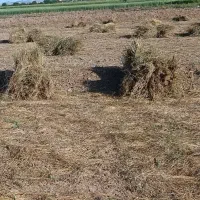 علوفه ،بیده