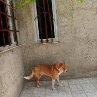 سگ جوان یکساله