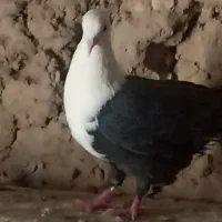 کفتر