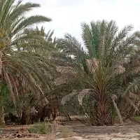 زمین-کشاورزی