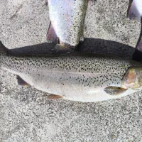 فروش بچه ماهی قزل