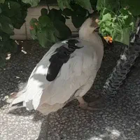 معاوضه بوقلمون بور بور با غاز
